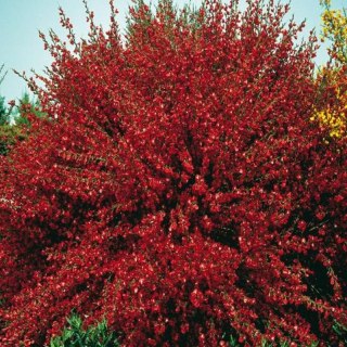 Żarnowiec - Cytisus 'Boskoop Ruby'