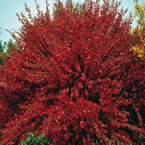 Żarnowiec - Cytisus 'Boskoop Ruby'