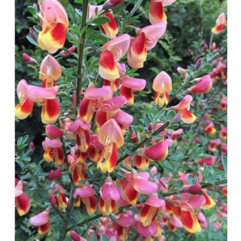 Żarnowiec - Cytisus 'Goldfinch'