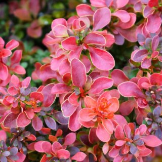 Berberys Thunberga - Berberis Thunbergii 'Dariusz' (R)