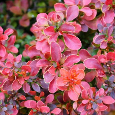 Berberys Thunberga - Berberis Thunbergii 'Dariusz' (R)