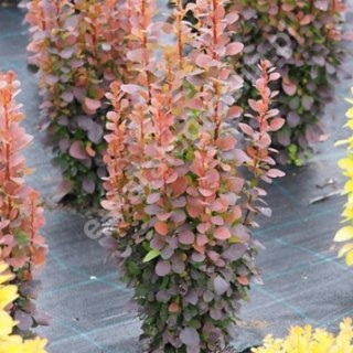 Berberys Thunberga - Berberis Thunbergii 'Dariusz' (R)