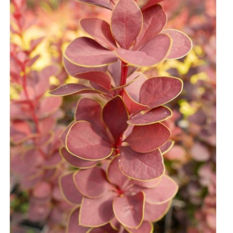 Berberys Thunberga - Berberis Thunbergii 'Dariusz' (R)