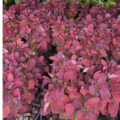 Berberys Thunberga - Berberis Thunbergii 'Deep Purple' (R)