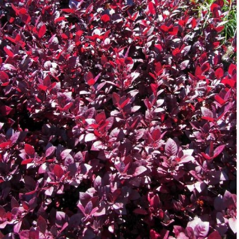 Berberys Thunberga - Berberis Thunbergii 'Deep Purple' (R)