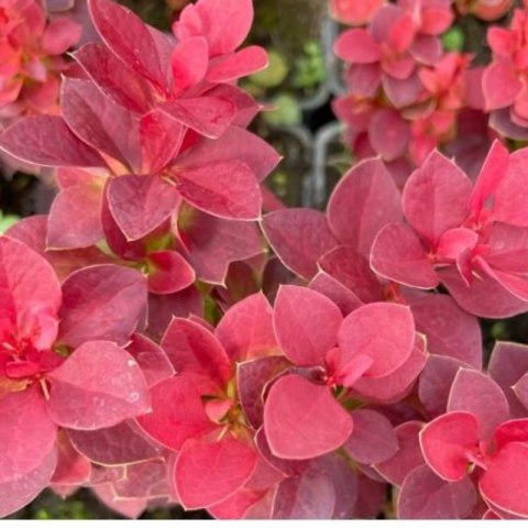 Berberys Thunberga - Berberis Thunbergii 'Deep Purple' (R)