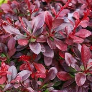 Berberys Thunberga - Berberis Thunbergii 'Figa' (R)