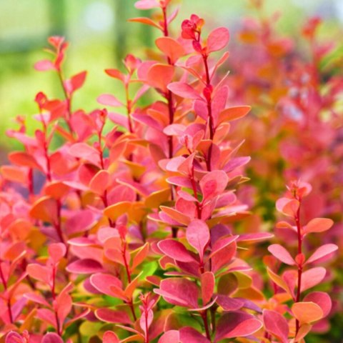 Berberys Thunberga - Berberis Thunbergii 'Florence' (R)