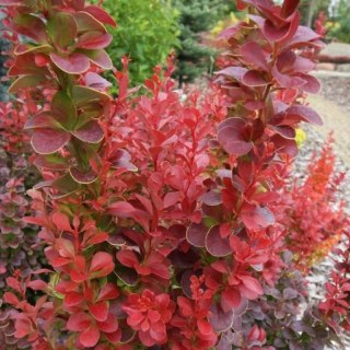 Berberys Thunberga - Berberis Thunbergii 'Florence' (R)