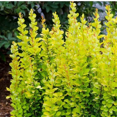 Berberys Thunberga - Berberis Thunbergii 'Golden Rocket' (R)
