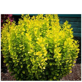 Berberys Thunberga - Berberis Thunbergii 'Golden Rocket' (R)