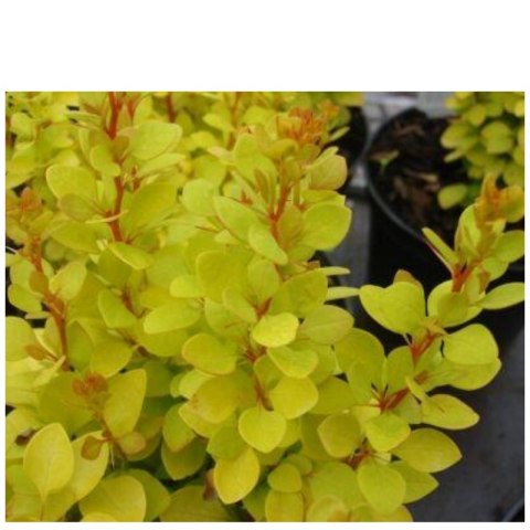 Berberys Thunberga - Berberis Thunbergii 'Golden Rocket' (R)