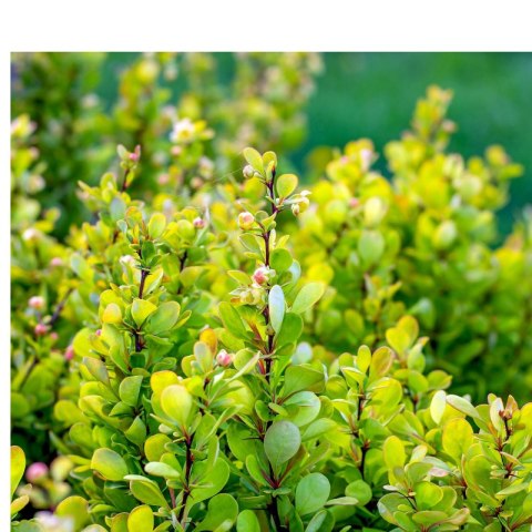 Berberys Thunberga - Berberis Thunbergii 'Golden Rocket' (R)