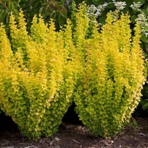 Berberys Thunberga - Berberis Thunbergii 'Golden Rocket' (R)