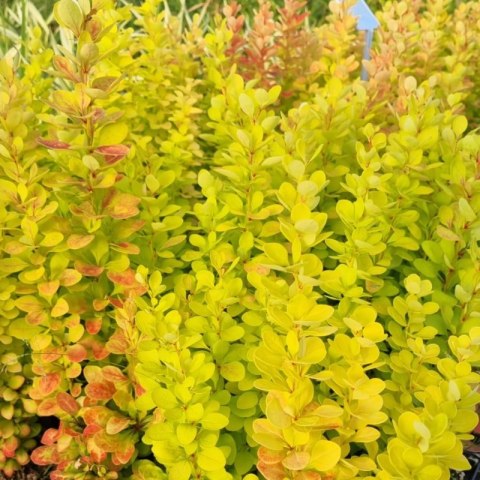 Berberys Thunberga - Berberis Thunbergii 'Yellow Tower' (R)