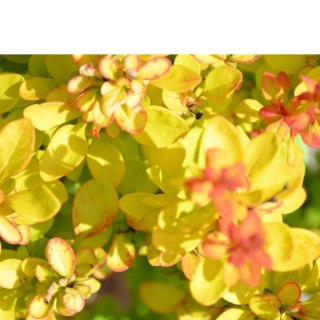 Berberys Thunberga - Berberis Thunbergii 'Yellow Tower' (R)