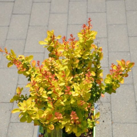 Berberys Thunberga - Berberis Thunbergii 'Yellow Tower' (R)