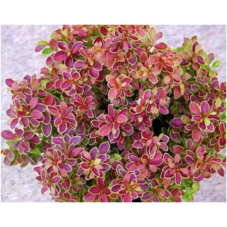 Berberys Thunberga - Berberis thunbergii 'Golden Ring'