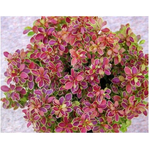 Berberys Thunberga - Berberis thunbergii 'Golden Ring'