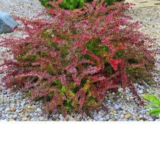 Berberys Thunberga - Berberis thunbergii 'Golden Ring'