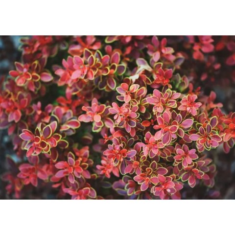 Berberys Thunberga - Berberis thunbergii 'Golden Ring'