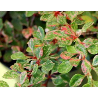Berberys Thunberga - Berberis thunbergii 'Starburst'(R)
