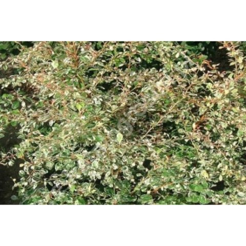 Berberys Thunberga - Berberis thunbergii 'Starburst'(R)