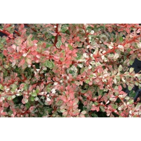 Berberys Thunberga - Berberis thunbergii 'Starburst'(R)