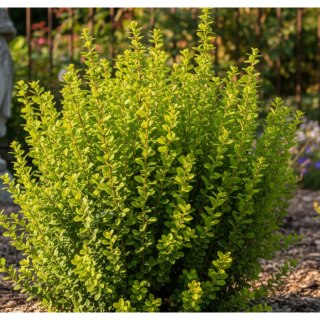 Berberys Thunberga 'Powwow' - krzew ozdobny
