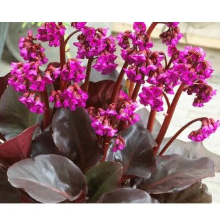 Bergenia x hybrida 'Flirt'