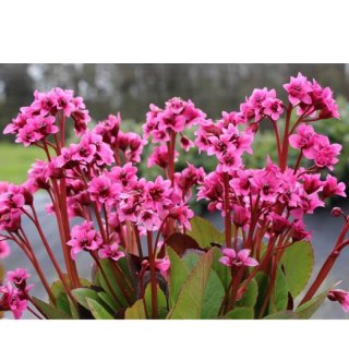 Bergenia x hybrida 'Flirt'