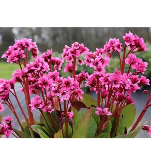 Bergenia x hybrida 'Flirt'