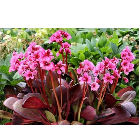 Bergenia x hybrida 'Flirt'