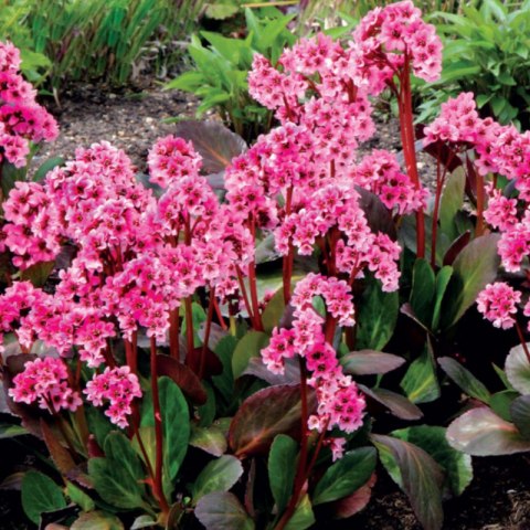 Bergenia x hybrida 'Flirt'