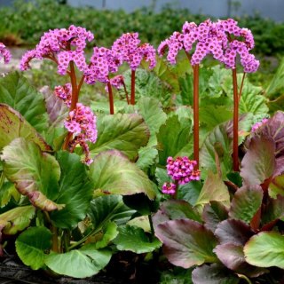 Bergenia sercolistna - Bergenia cordifolia 'Rotblum'