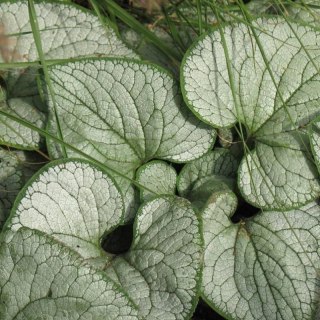 Brunera Wielkolistna - Brunnera Macrophylla 'Silver Heart'