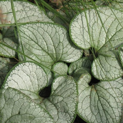 Brunera Wielkolistna - Brunnera Macrophylla 'Silver Heart'