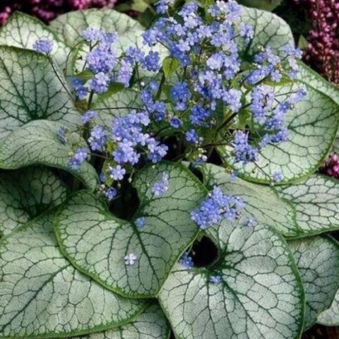 Brunera Wielkolistna - Brunnera Macrophylla 'Silver Heart'