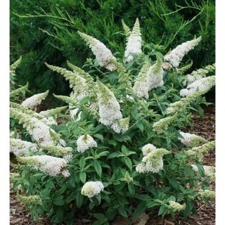 Buddleja davidii 'White Profusion'