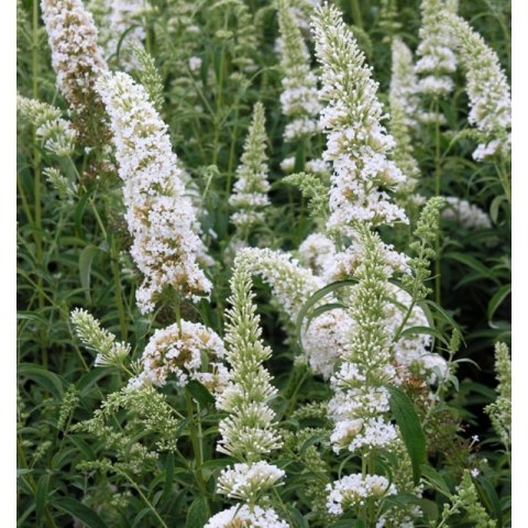 Buddleja davidii 'White Profusion'