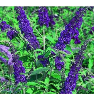Budleja Dawida - Buddleja davidii 'Empire Blue'