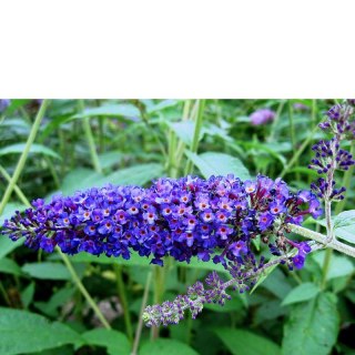 Budleja Dawida - Buddleja davidii 'Empire Blue'