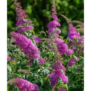 Budleja Dawida - Buddleja davidii 'Pink Delight'