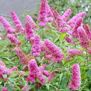 Budleja Dawida - Buddleja davidii 'Pink Delight'
