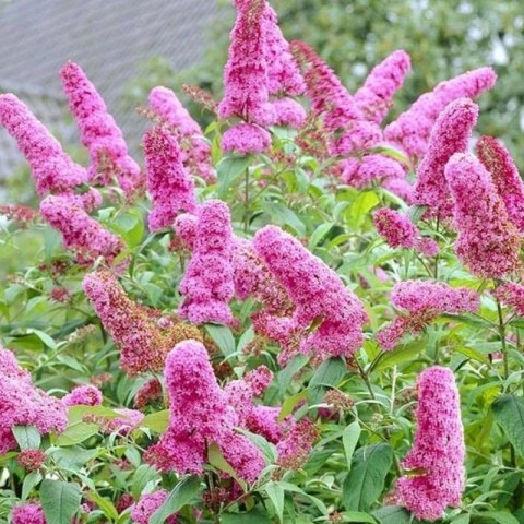 Budleja Dawida - Buddleja davidii 'Pink Delight'