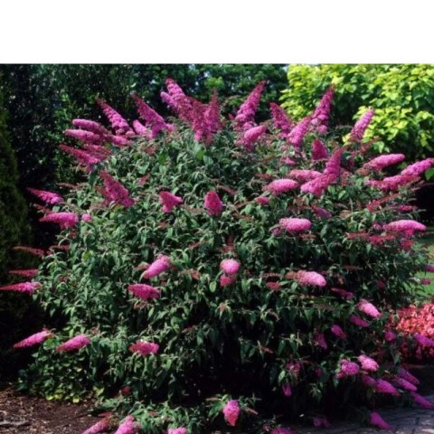 Budleja Dawida - Buddleja davidii 'Pink Delight'