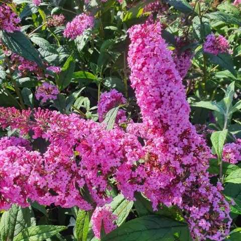 Budleja Dawida - Buddleja davidii 'Pink Delight'