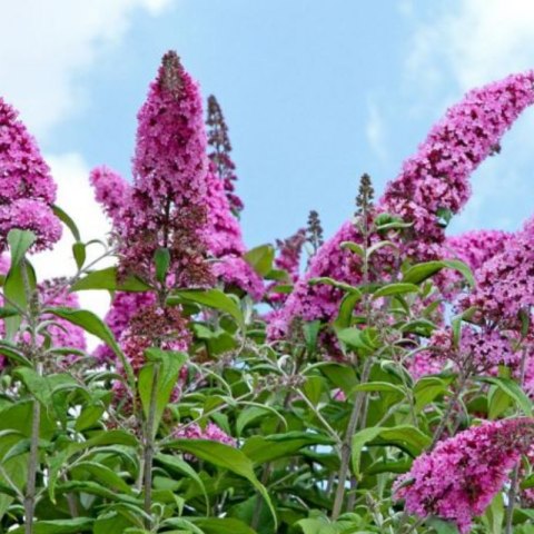 Budleja Dawida - Buddleja davidii 'Pink Delight'
