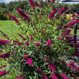 Budleja Dawida - Buddleja davidii 'Royal Red'