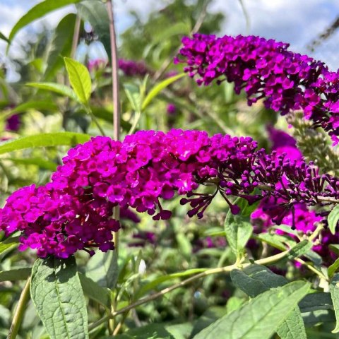 Budleja Dawida - Buddleja davidii 'Royal Red'